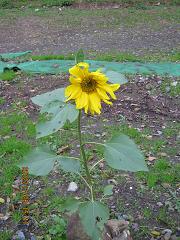 2012-11-28 001.jpg