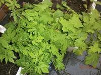 2013-6-21 001.jpg