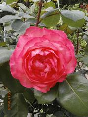 2013-6-5 008.jpg
