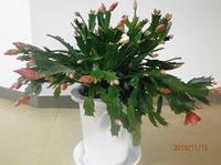2013-11-12 002.jpg